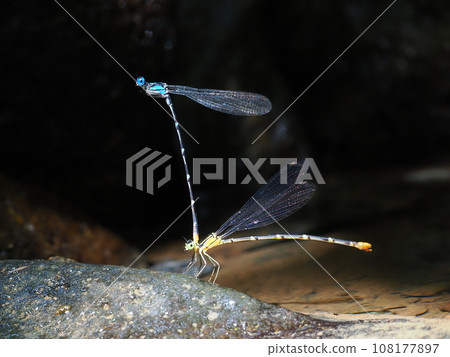 Ryukyu Ryorimon Dragonfly Ryukyu Ryorimon Dragonfly 108177897