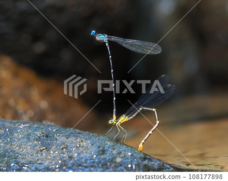 Ryukyu Ryorimon Dragonfly Ryukyu Ryorimon Dragonfly 108177898