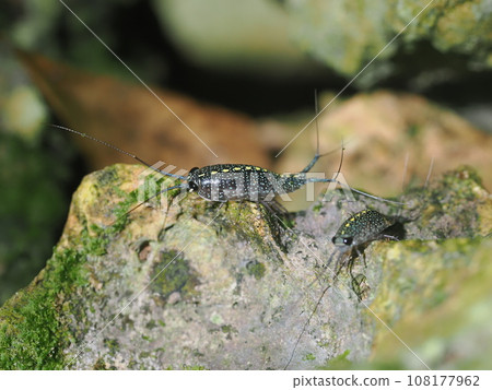 Kumejima water worm Kumejima water worm 108177962