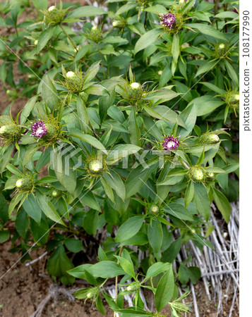 Oohana Okera Medicinal plant Oohana Okera Medicinal plant 108177990