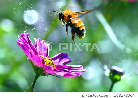 Bees gather to suck cosmos nectar 108178364