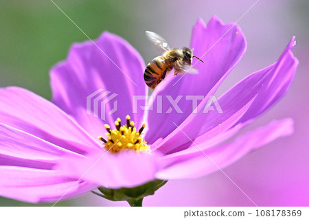 Bees gather to suck cosmos nectar Bees gather to suck cosmos nectar 108178369