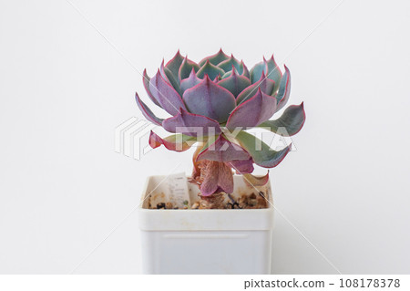 Colorful succulent houseplant Echeveria Muesli in pot on white background 108178378