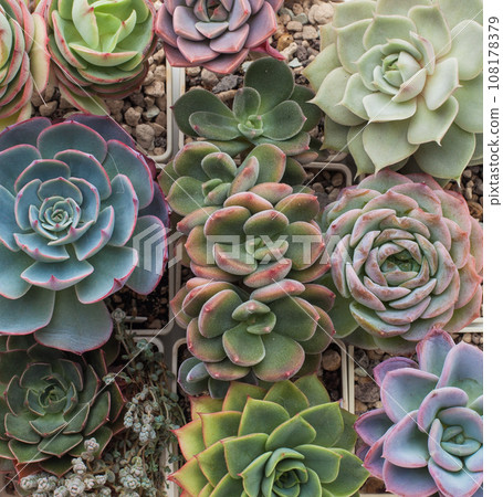 Green, blue and pink color houseplant background. Love succulent and cactus flower Green, blue and pink color houseplant background. Love succulent and cactus flower 108178379