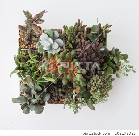 Bright green Rare Adromischus closeup top view. Succulent houseplant background 108178382