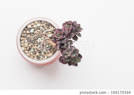Top view of echeveria rezry succulent houseplant. Flower rosette bouquet arrangement 108178384