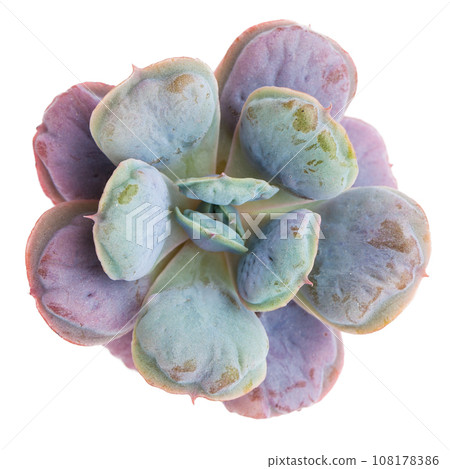 Echeveria Hearts delight succulent houseplant isolated on white background, top view Echeveria Hearts delight succulent houseplant isolated on white background, top view 108178386