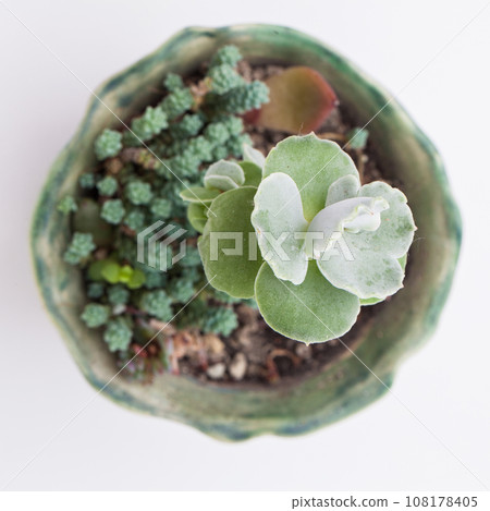 Succulent houseplant Cotyledon undulata top view, top view Succulent houseplant Cotyledon undulata top view, top view 108178405