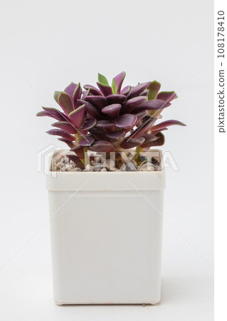 Red succulent houseplant Anacampseros rufescens in white pot, small flower bouquet arrangement 108178410