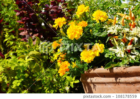 你好旅館和Frarie秋花 108178559