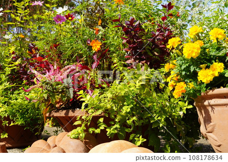 Hello Inn and Frarie Autumn Flowers 108178634