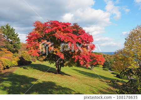 Meigetsu Kaede Otaru Temiya Green Botanical Garden 108178635