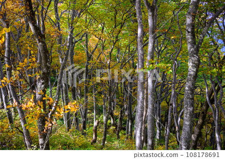 Beautiful beech forest with autumn leaves Beautiful beech forest with autumn leaves 108178691