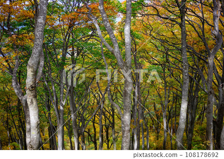 Beautiful beech forest with autumn leaves Beautiful beech forest with autumn leaves 108178692