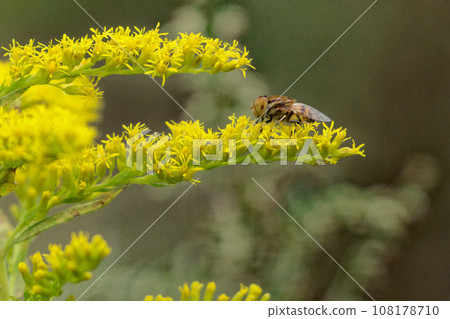flower-visiting insects 108178710