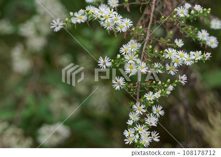 White flowers of the naturalized plant Asteraceae White flowers of the naturalized plant Asteraceae 108178712