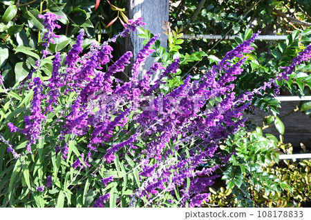 Salvia Leukansa 108178833