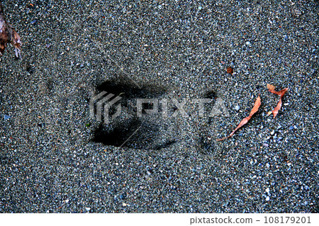 The footprints of a boar with four-toed hooves were left in the sand. The footprints of a boar with four-toed hooves were left in the sand. 108179201