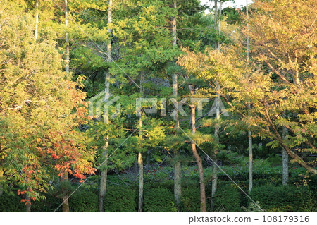 夕陽照耀下色彩鮮豔的公園樹木 108179316