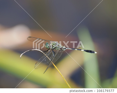 科西博·索通弗萊 108179377