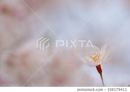 櫻花特寫 櫻花特寫 108179411