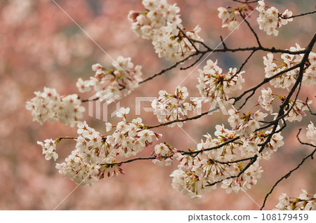 Cherry blossoms close-up Cherry blossoms close-up 108179459