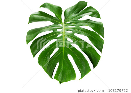 Green monstera leaf on white background with clipping path Green monstera leaf on white background with clipping path 108179722