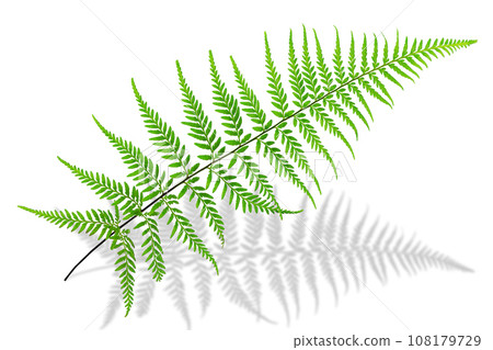 Fresh green fern leaf,  Pityrogramma calomelanos  Link, silverback fern ,  on white background with clipping path 108179729