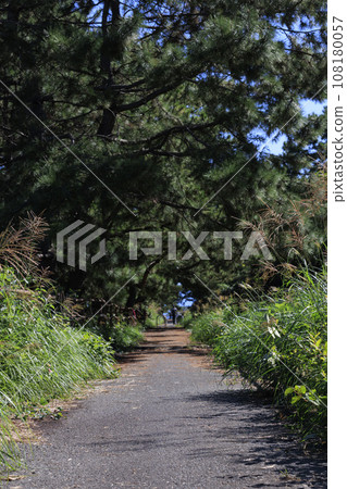 A walking path through a lush pine forest along the coast, a pleasant summer walking course bathed in dappled sunlight. A walking path through a lush pine forest along the coast, a pleasant summer walking course bathed in dappled sunlight. 108180057