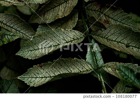 秋季服裝漆樹葉 秋季服裝漆樹葉 108180077