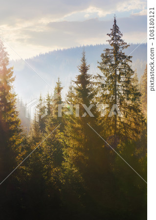 nature background of coniferous forest in mist. beautiful autumn season in mountains. sunny morning 108180121