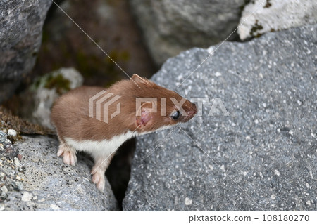 I miraculously met a stoat in Tateyama. I miraculously met a stoat in Tateyama. 108180270