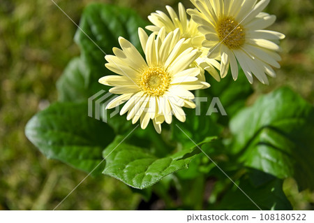 Gerbera 108180522