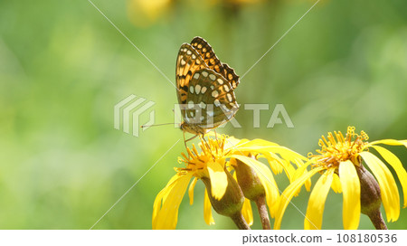 Ginboshi fritillary sucking nectar from Malvada kebuki 108180536