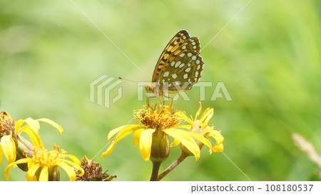 Ginboshi fritillary sucking nectar from Malvada kebuki 108180537