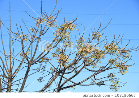 In winter, a meli tree with white berries left behind In winter, a meli tree with white berries left behind 108180665