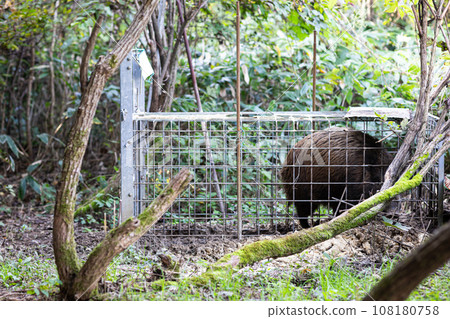 Wild boar caught in a cage 108180758