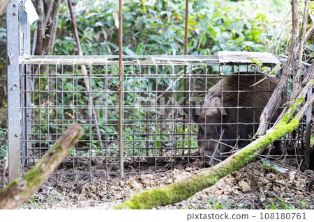 Wild Boar's Glare Wild Boar's Glare 108180761