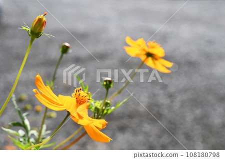 Kibana宇宙（黃色的花朵落櫻花） 108180798