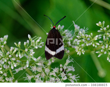 Flower-visiting insects of the family Asteraceae and the firefly moth of the family Asteraceae 108180815