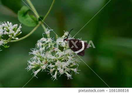 Flower-visiting insects of the family Asteraceae and the firefly moth of the family Asteraceae Flower-visiting insects of the family Asteraceae and the firefly moth of the family Asteraceae 108180816