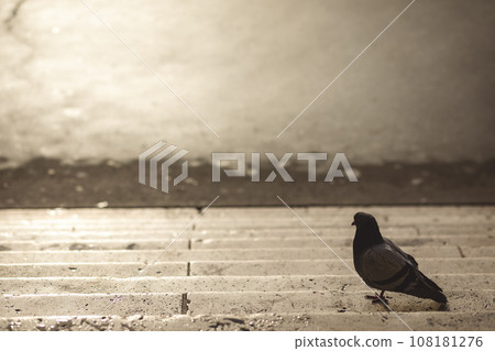 歌劇院前的鴿子 108181276