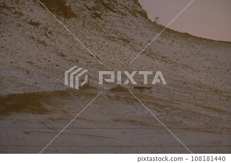 Mongolian steppe in winter during sunset. Mongolian steppe in winter during sunset. 108181440