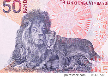 Lion with baby from South African rand Lion with baby from South African rand 108181588