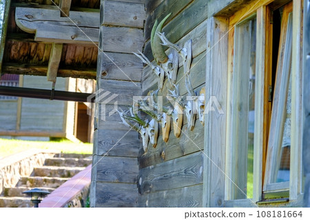 Many stuffed animals and trophies hang on the wall of an old wooden house. Stuffed goats with horns, hunting Many stuffed animals and trophies hang on the wall of an old wooden house. Stuffed goats with horns, hunting 108181664