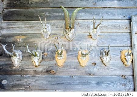 Many stuffed animals and trophies hang on the wall of an old wooden house. Stuffed goats with horns, hunting Many stuffed animals and trophies hang on the wall of an old wooden house. Stuffed goats with horns, hunting 108181675