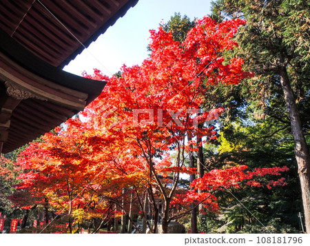Autumn leaves at Daigoji Temple Kondo (Daigo, Fushimi Ward, Kyoto City) 108181796