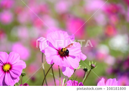 閃耀在藍天的大波斯菊 閃耀在藍天的大波斯菊 108181800