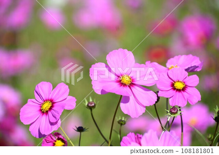 Cosmos in full bloom that shines in the blue sky 108181801
