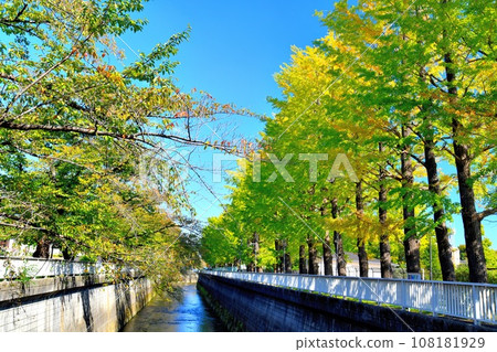 Looking downstream from Kojitani Bridge/Shakujii River (right bank: Nerima Sports Complex) (Nerima Ward, Tokyo) [2023.10] 108181929